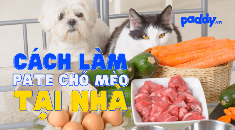 Cách đông đá pate ức gà tự làm thành từng viên nhỏ bằng khay đá viên để trữ đông lâu hơn cho mèo